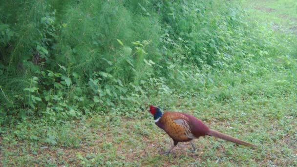 Game Bird Common Pheasant, Phaseanus Colchicus, Walking and Flaping Wings — Stock Video