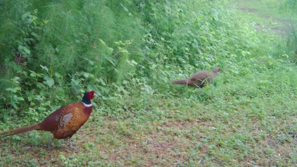 Man en vrouw van de gewone fazant Wandelen in een bos in het voorjaar — Stockvideo