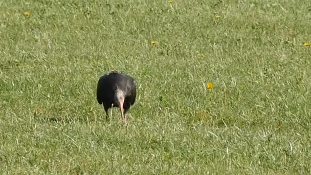 A madár férgeket eszik a lassú mozgású Waldrapp remete Ibis Geronticus eremita — Stock videók