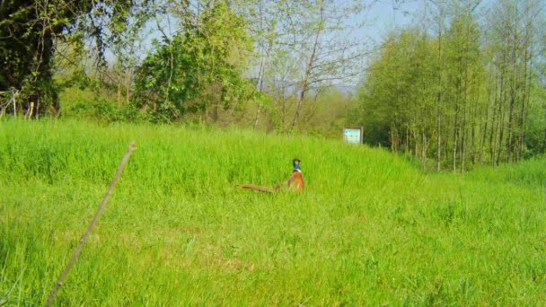 Bred utsikt över en färgad ensam fasan promenader ensam i ett högt gräs fält — Stockvideo