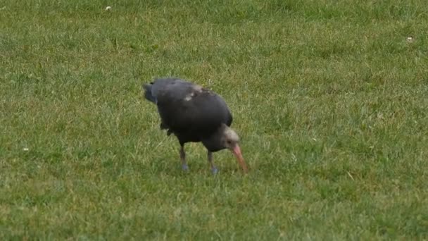 Observation des oiseaux vidéo de haute qualité de la faune. L'ermite Ibis mange des vers sur le sol. — Video