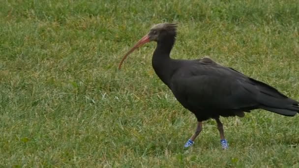 Observation des oiseaux vidéo de haute qualité de la faune. L'ermite Ibis mange des vers sur le sol. — Video