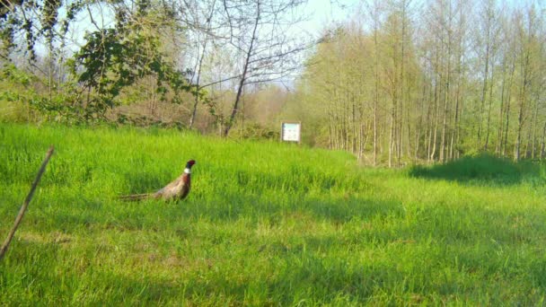 Vista Amplia de un Faisán Masculino Caminando en una Escena Rural en Srpingtime — Vídeos de Stock