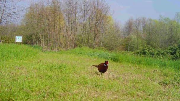 Κοινή Pheasant, Phaseanus Colchicus, Περπατώντας σε ένα λιβάδι γρασίδι σε μια ηλιόλουστη ανοιξιάτικη μέρα — Αρχείο Βίντεο