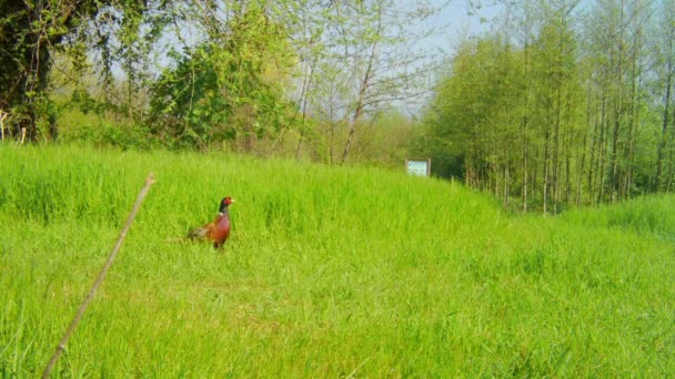 Fagiano maschio variopinto cammina nell'erba alta di un campo in una bella giornata primaverile — Video Stock