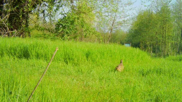 Hembra de Faisán común, Phaseanus Colchicus, caminando sola en una pradera — Vídeos de Stock