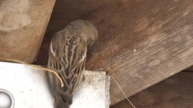 Avrasya ağaç serçesi yavruları besliyor.