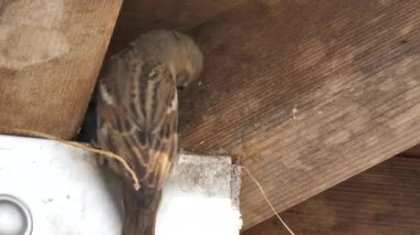 Avrasya ağaç serçesi yavruları besliyor.