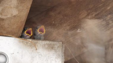 Avrasya ağaç serçesi yavruları besliyor.