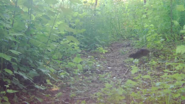 Salvaje rata marrón desde un rastro cámara vista . — Vídeos de Stock