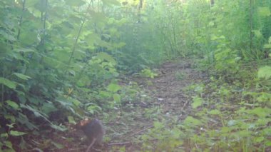 Vahşi kahverengi sıçan, kamera görüntüsünden..