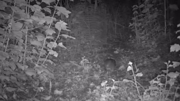Vild råtta på natten från trail camera view — Stockvideo