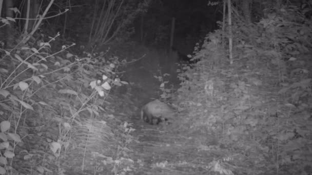 Une activité européenne du blaireau dans l'obscurité — Video