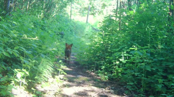 Un renard rouge de la vue de caméra de sentier. — Video