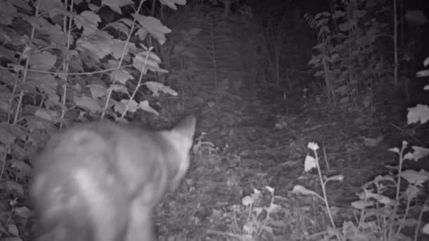 Ein Fuchs in der Nacht aus der Sicht einer Wanderkamera. — Stockvideo