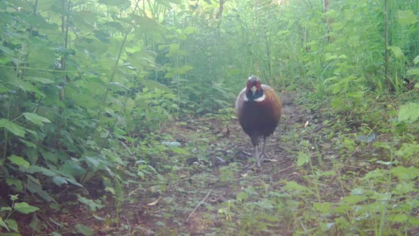 Macho común anillo cuello faisán pájaro . — Vídeo de stock