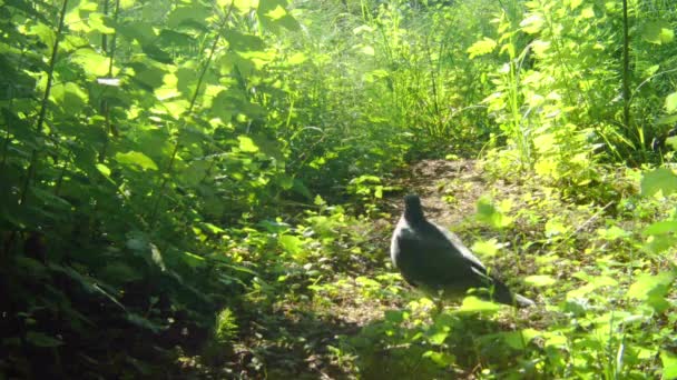 El pájaro palomo de madera común en la naturaleza . — Vídeos de Stock