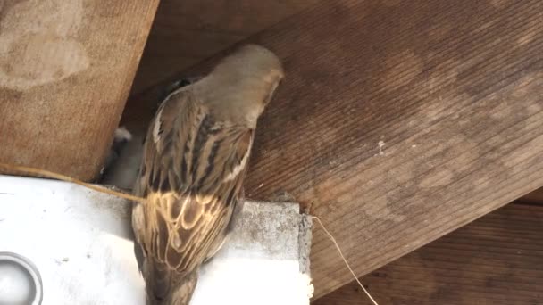 Eurasian tree sparrow bird feeds chick. — Stock Video