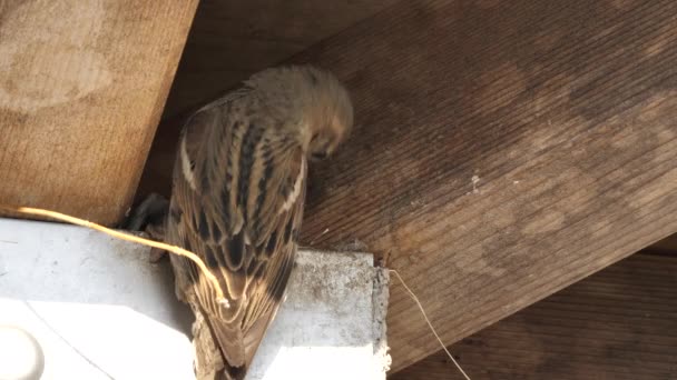 欧亚树麻雀喂小鸡 — 图库视频影像