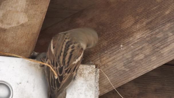 Eurasian albero passero uccello nutre pulcino. — Video Stock