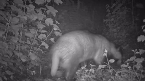 European Badger activities in the dark. — Stock video