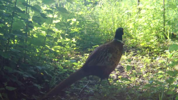 Male common pheasant bird in the wild. — Stock Video