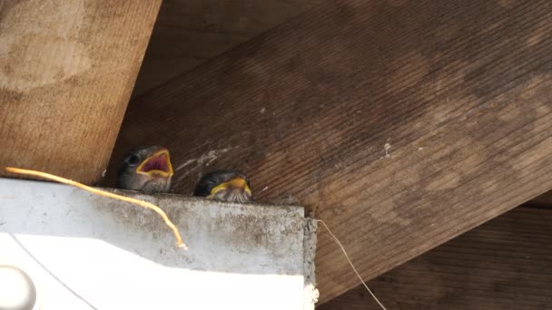 Eurasian tree sparrow bird chicks. — Stock Video