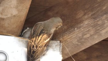 Avrasya ağaç serçesi yavruyu besliyor.