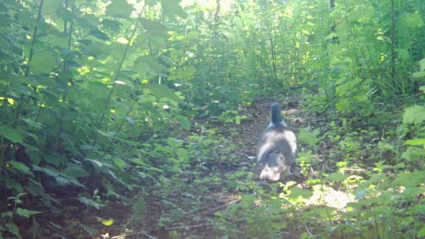 Der Waldtaubenvogel in freier Wildbahn. — Stockvideo