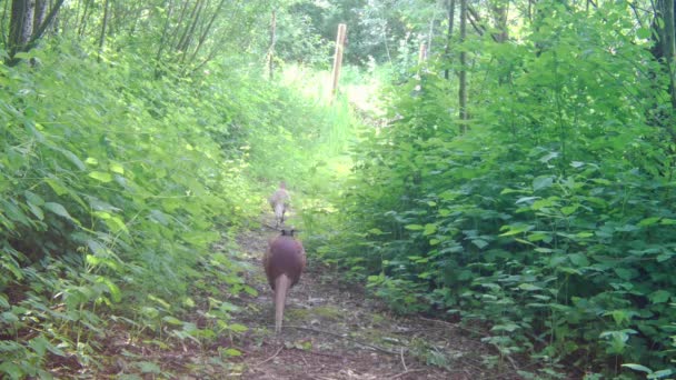 Maschio e femmina di uccelli fagiano comune — Video Stock