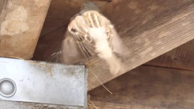 Ağaç serçesi yuvalama davranışı izliyor.