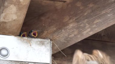 Ağaç serçesi yuvalama davranışı izliyor.