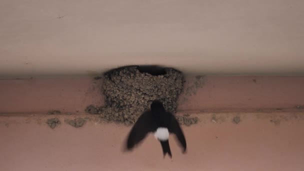 La Grange avale l'oiseau sur son nid de boue. — Video