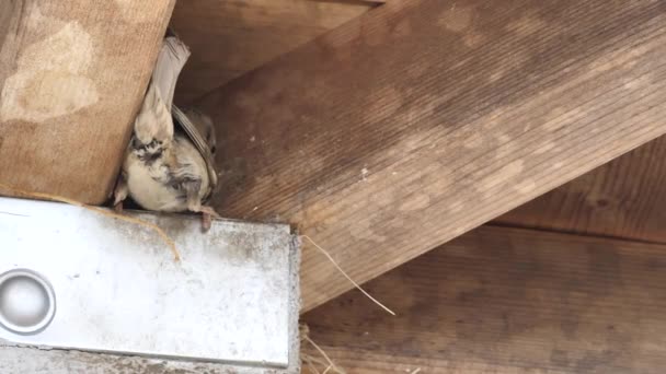 Tree sparrow nesting behavior watching. — Stock Video