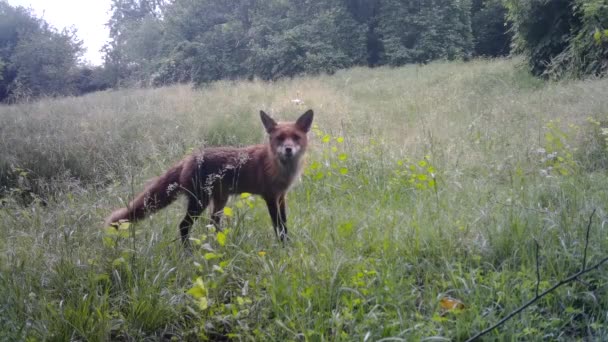 Rode vos in het wild van trail camera bekijken. — Stockvideo