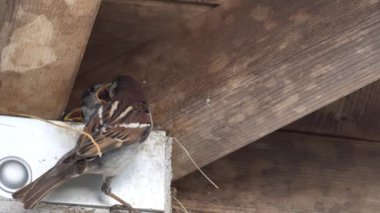 Ağaç serçesi yuvalama davranışı izliyor.