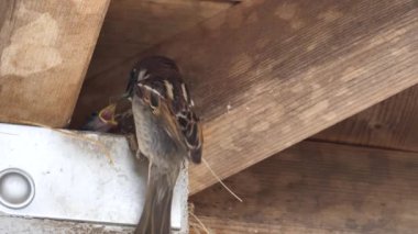 Ağaç serçesi yuvalama davranışı izliyor.