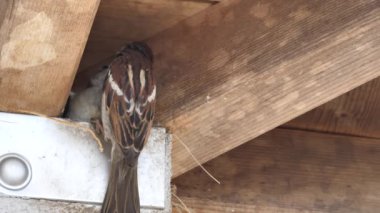 Ağaç serçesi yuvalama davranışı izliyor.