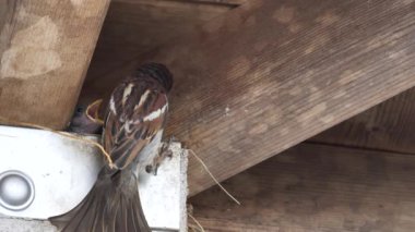 Ağaç serçesi yuvalama davranışı izliyor.