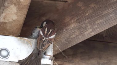 Ağaç serçesi yuvalama davranışı izliyor.