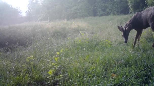 Caprioli europei durante il foraggiamento in natura — Video Stock