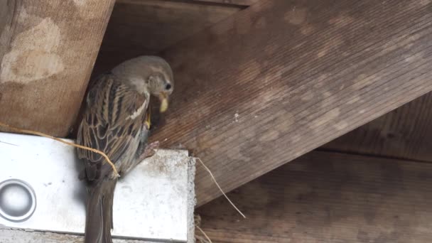 Tree sparrow nesting behavior watching. — Stock Video