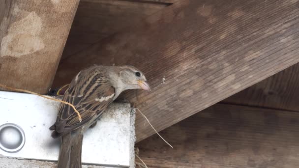 Moineau des arbres comportement de nidification regarder. — Video