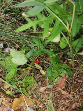 Orman kırmızı meyvesi çimlerde