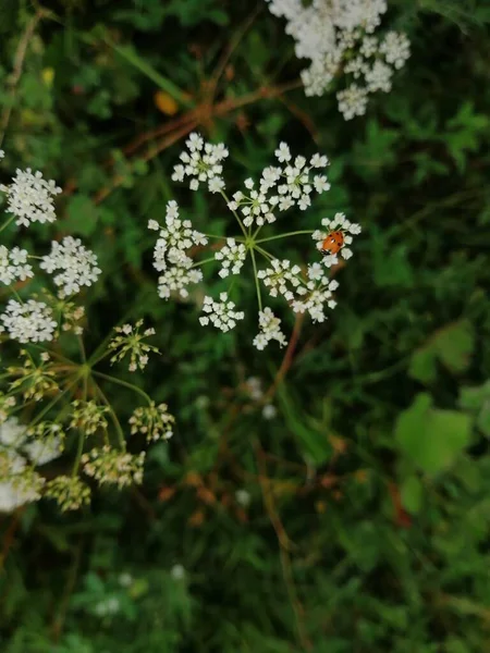 美丽的白色野花上的甲虫 — 图库照片