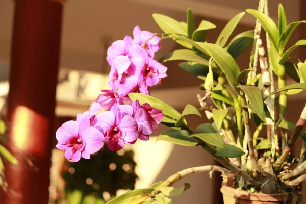 Fialová Orchidej Květenství Stonkem Listím Květináčem — Stock fotografie