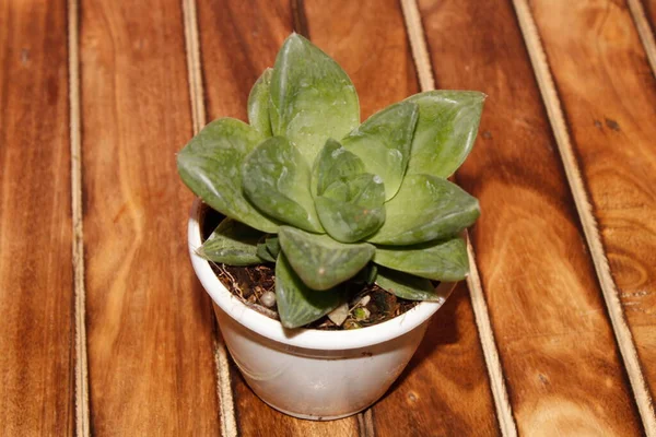 Plante Succulente Aux Feuilles Pot Blanc Sur Une Table Teck — Photo