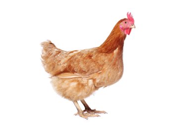 İzole edilmiş beyaz arka planda duran kırmızı tavuk