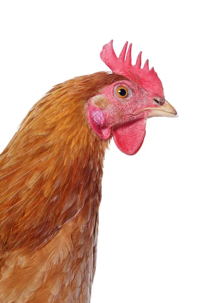 Primer Plano Cabeza Gallina Roja Sobre Fondo Blanco Aislado — Foto de Stock