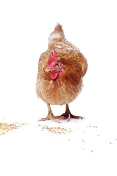 Gallina Roja Comiendo Semillas Maíz Sobre Fondo Blanco Aislado — Foto de Stock